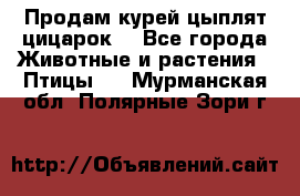 Продам курей цыплят,цицарок. - Все города Животные и растения » Птицы   . Мурманская обл.,Полярные Зори г.